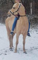 Mooie Quater ruin zoekt warm thuis, Dieren en Toebehoren, B, 3 tot 6 jaar, Gechipt, Recreatiepony