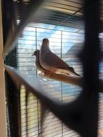Te koop 2 diamant duifjes, Dieren en Toebehoren, Meerdere dieren