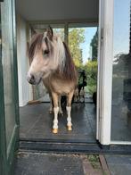 Bijzondere Kaspische en Falabella paarden, Dieren en Toebehoren, Pony's, Gechipt, Niet van toepassing, 0 tot 2 jaar, Meerdere dieren