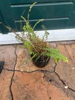 Varen met pot - gratis af te halen voor iets lekkers!, Tuin en Terras, Ophalen, Vaste plant, Varens, Bloeit niet