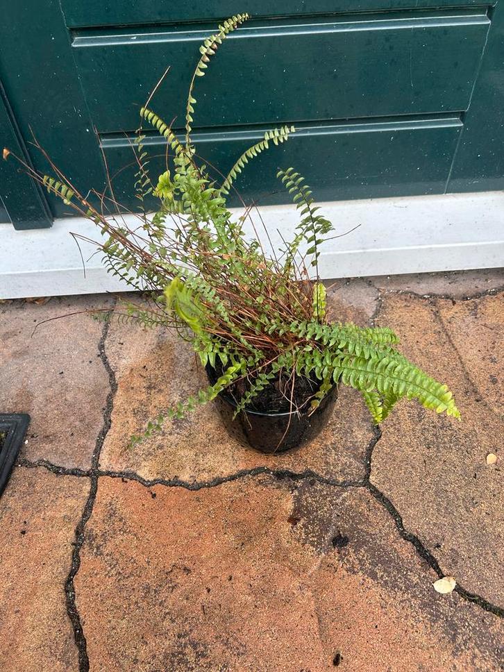 Varen met pot - gratis af te halen voor iets lekkers!, Tuin en Terras, Planten | Tuinplanten, Vaste plant, Varens, Halfschaduw