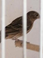 Te koop koppel roodmussen, Dieren en Toebehoren, Vogels | Overige Vogels, Meerdere dieren