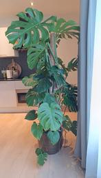 Grote Monstera 185cm, Ophalen, Overige soorten