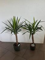 Yucca Elephantipes in pot, Ophalen, In pot, Halfschaduw, Minder dan 100 cm