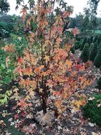 Amberboom in struikvorm, Tuin en Terras, Planten | Bomen, Bloeit niet, Overige soorten, 100 tot 250 cm, Ophalen