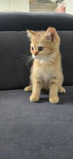 Twee lieve British Shorthair kittens zoeken nieuw thuis, Dieren en Toebehoren, Katten en Kittens | Raskatten | Korthaar, Kater