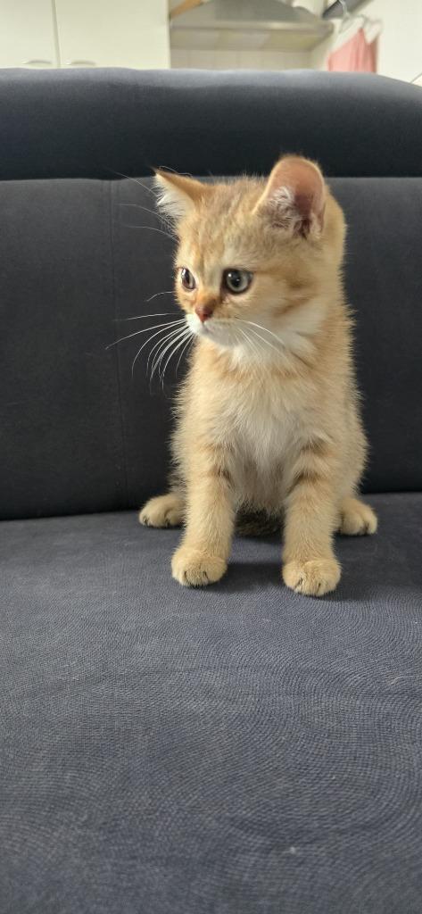 Twee lieve British Shorthair kittens zoeken nieuw thuis, Dieren en Toebehoren, Katten en Kittens | Raskatten | Korthaar, Kater