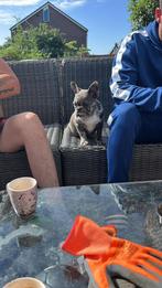 Franse bulldog reu blue merle super lief, Dieren en Toebehoren, Honden | Bulldogs, Pinschers en Molossers, Rabiës (hondsdolheid)