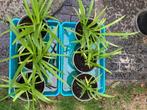 Tuinplanten, Volle zon, Vaste plant, Zomer, Ophalen
