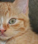 Rode poes kruising ragdoll kitten te koop 11 weken oud, Dieren en Toebehoren, Katten en Kittens | Raskatten | Langhaar, Poes, Ontwormd