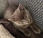 Blauwe rus katertje zonder stamboom genaamd Ozzy., Dieren en Toebehoren, Kater