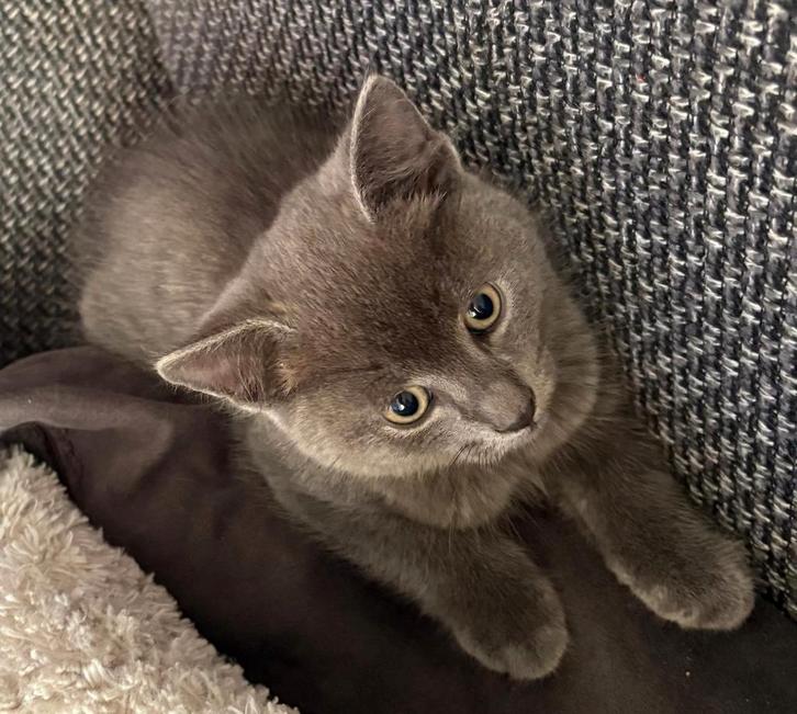 Blauwe rus katertje zonder stamboom genaamd Ozzy., Dieren en Toebehoren, Katten en Kittens | Overige Katten, Kater