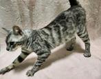 Zilver Bengaal charcoal poes (v) stamboom raszuiver, Poes, Gechipt, 0 tot 2 jaar