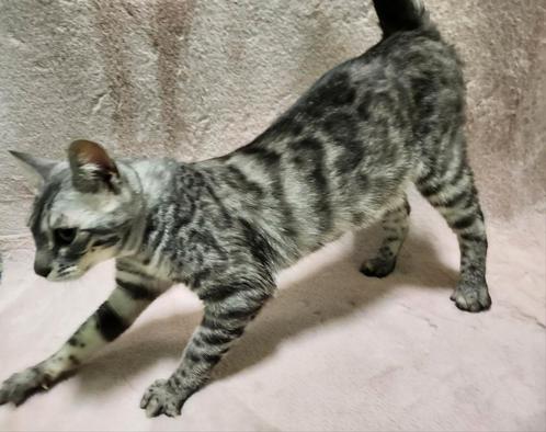 Zilver Bengaal charcoal poes (v) stamboom raszuiver, Dieren en Toebehoren, Katten en Kittens | Raskatten | Korthaar, Poes, 0 tot 2 jaar