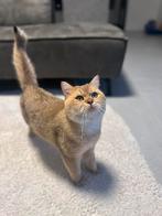 Britse kortehaar Dekkater (NIET TE KOOP)