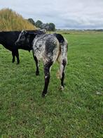 Runderen pinken belgischblauw os en vaars, Meerdere dieren, 0 tot 2 jaar