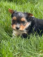 Biewer pups, België, Overige rassen, CDV (hondenziekte), 8 tot 15 weken