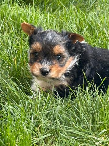 Biewer pups beschikbaar voor biedingen