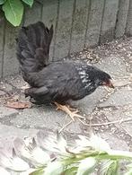 Van wie is dit kipje?, Dieren en Toebehoren, Vrouwelijk, Kip