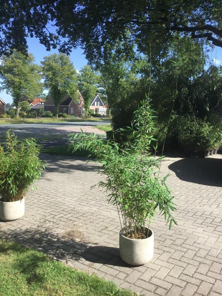 Fargesia Nitida Viking, niet woekerende bamboe!!!, Tuin en Terras, Planten | Tuinplanten, Vaste plant, Overige soorten, Volle zon