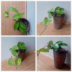 Hangplant hoya 20cm, Ophalen, Overige soorten, Halfschaduw, In pot