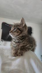 Laatste Bengaalse Kitten, Dieren en Toebehoren, Katten en Kittens | Raskatten | Korthaar, Poes, Ontwormd, 0 tot 2 jaar