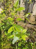 Viburnum sneeuwbal stek gratis, Ophalen, Overige soorten, Minder dan 100 cm