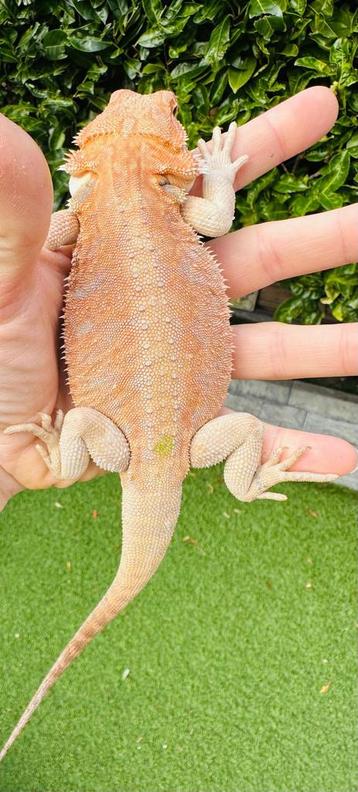 Mooie leatherback baardagaam man jonkie beschikbaar voor biedingen