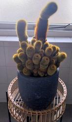 Cactus, Ophalen, Minder dan 100 cm, Volle zon, In pot