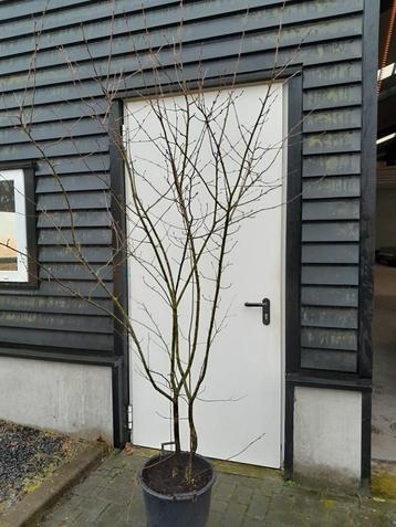 Meerstammige krenten boom 200+ Amelanchier lamarckii beschikbaar voor biedingen