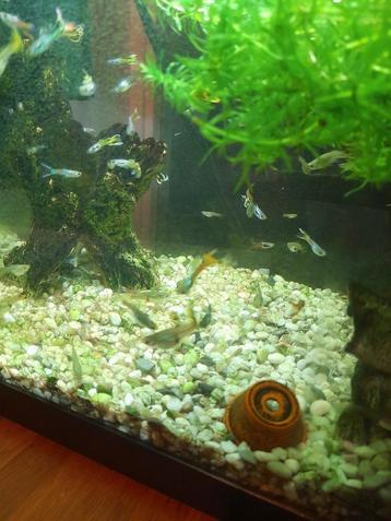 Guppy's te koop  beschikbaar voor biedingen