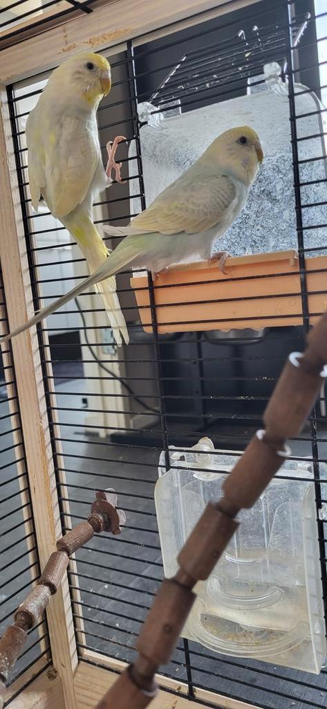 Grasparkietjes met toebehoren, Dieren en Toebehoren, Vogels | Parkieten en Papegaaien, Parkiet, Vrouwelijk, Tam