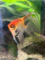 Te koop: Maanvis, Vis