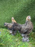 Brahma goudpatrijs hennen per stuk, Dieren en Toebehoren, Pluimvee, Meerdere dieren, Kip