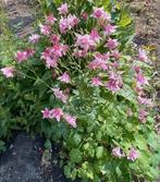 Zaden akelei, Ophalen of Verzenden, Volle zon