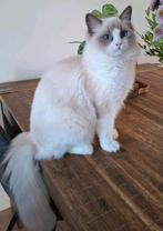 Knappe Ragdoll 'fok' poes van 8 maanden met stamboom., Poes, Gechipt, 0 tot 2 jaar