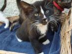 Kat vermist JoJo Kater met blauw halsbandje met siersteent, Dieren en Toebehoren