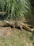 (Tuin)Beeld krokodil, tuin, zwembad, vijver, woonkamer 100cm, Tuin en Terras, Ophalen, Nieuw, Kunststof, Dierenbeeld
