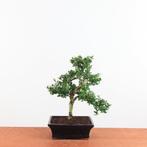 Bonsai Ilex crenata 'japanse hulst', Tuin en Terras, Bloeit niet, Halfschaduw, Minder dan 100 cm, Overige soorten