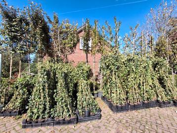 Klimop, actie!!! Grote voorraad!! Hedera hibernica  beschikbaar voor biedingen