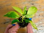 Philodendron Florida Beauty baby plant, Huis en Inrichting, Ophalen of Verzenden, Overige soorten, Minder dan 100 cm