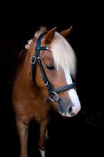 Lieve en knappe welsh A pony, Dieren en Toebehoren, Pony's, Merrie, Gechipt, Zadelmak, A pony (tot 1.17m)