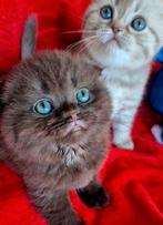 Brits Korthaar kitten in bijzondere kleuren BESCHIKBAAR!, Meerdere dieren, Gechipt, 0 tot 2 jaar