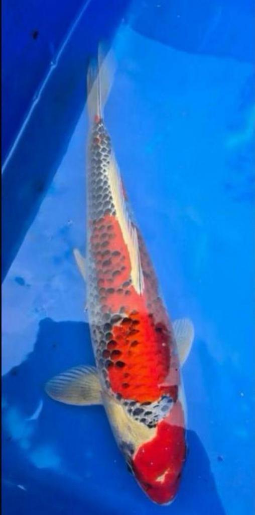 10 mooie gezonde Japanse Koi’s, Dieren en Toebehoren, Vissen | Vijvervissen