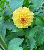 Dahlia knol Golden Scepter geel, Tuin en Terras, Bloembollen en Zaden, Ophalen of Verzenden, Volle zon, Knol