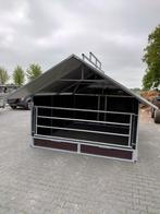 Kalveren Groepshok, Meerdere dieren, 0 tot 2 jaar