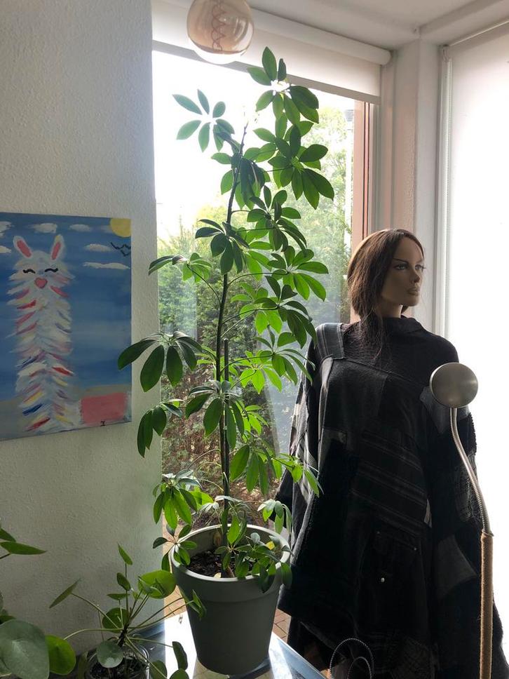 Schefflera plant - Makkelijke kamerplant, Tuin en Terras, Planten | Tuinplanten, Vaste plant, Overige soorten, Halfschaduw, Bloeit niet