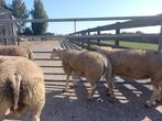 Dekrammen, Dieren en Toebehoren, Schapen, Geiten en Varkens, Mannelijk, Schaap, 0 tot 2 jaar