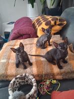 Cornish rex kittens, Dieren en Toebehoren, Katten en Kittens | Raskatten | Korthaar, Meerdere dieren, Ontwormd, 0 tot 2 jaar