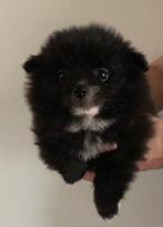 Pomeriaan teefje, Dieren en Toebehoren, Parvo, Keeshond, 8 tot 15 weken, Teef